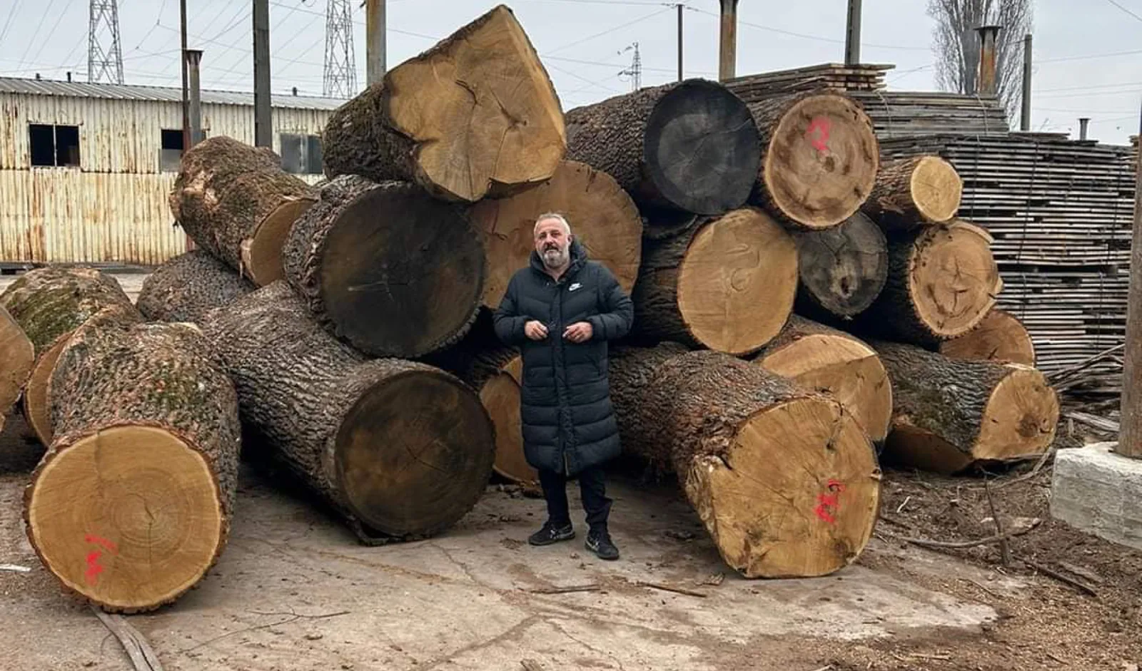 Bușteni de stejar selectați pentru prelucrare